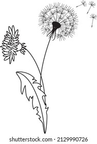 Dandelion on a transparent background. Flower of Summer. Linear art. Botanical art.