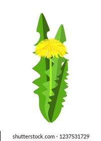 Dandelion on white background