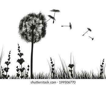 Dandelion on white background 