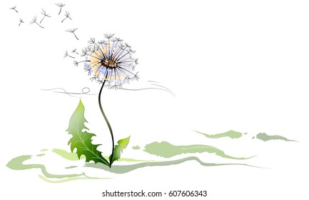 dandelion on white background