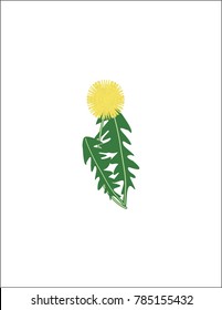 Dandelion on a white background