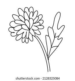 Dandelion on white background. Botany vector illustration
