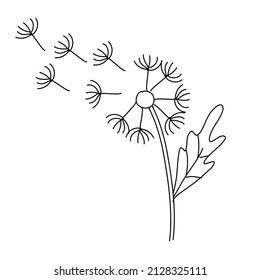 Dandelion de fondo blanco. Ilustración de vector de botella