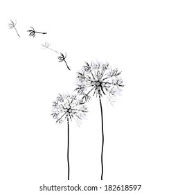 dandelion on a white background. Vector