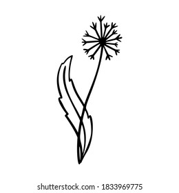Dandelion outline hand drawn logo element. Herbs doodle botanical icon dandelion for logo. Herbal and medical plant, grass. Modern simple style. Vector illustration isolated on white background.