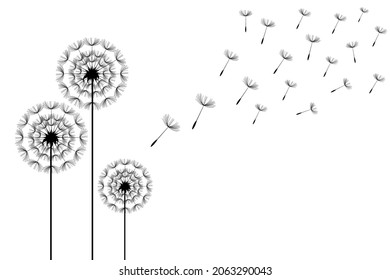 Dandelion parachutes by the wind on a white background