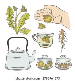 DANDELION PHARMACY APPLICATION Medical Plant Botanic Nature Health Vector Illustration Set For Print