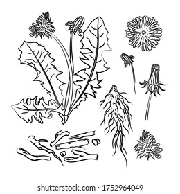 DANDELION PHARMACY Medical Benefits Plant Botanic Nature Flower Vector Illustration Set For Print Design and Decoration