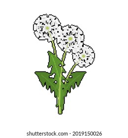 Dandelion pixel art. 8 bit blowball flower vector illustration