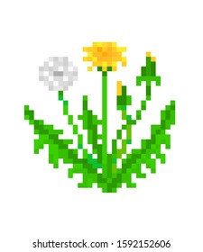 Dandelion, pixel art plant icon isolated on white background. 8 bit lawn flower logo. Old school vintage retro slot machine/video game graphics. Floral symbol of spring. Garden weed illustration.