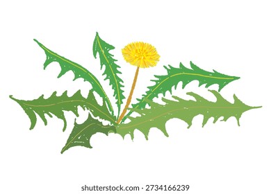 Planta de diente de león con flor y yema