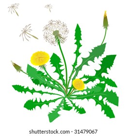 Dandelion plant with flowers, leaves, buds and seeds