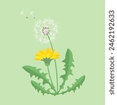Dandelion. Plant. Flowers and leaves. Color vector image.
