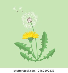 Dandelion. Plant. Flowers and leaves. Color vector image.