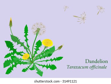 Dandelion plant with flowers, leaves and seeds on lilac background