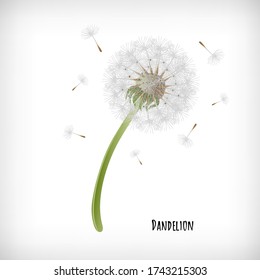 Dandelion plant with flying seeds in the wind isolated on white background. Lettering Dandelion. Hand drawn herb icon. Element for print, cards, web designs. Vector illustration.