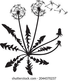 Dandelion plant and seeds vector icon