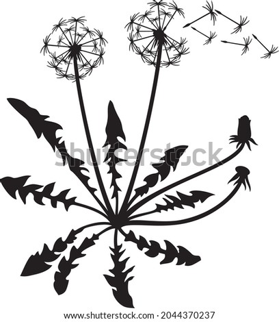 Dandelion plant and seeds vector icon