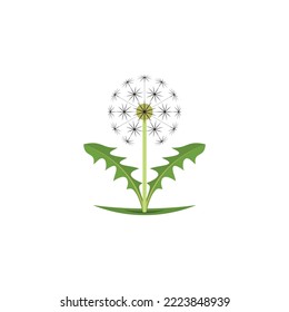 dandelion plant vector icon design