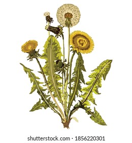 Dandelion is a plant with yellow flowers.Taraxacum officinale is the most common variety of this plant, and it grows in many parts of the world.Botanists consider dandelions to be herbs. 