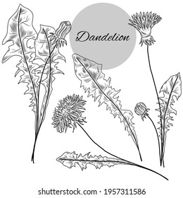 Dandelion plants illustrations, herbal plants, collection of hand drawn dandelion plant, dandelion flowers