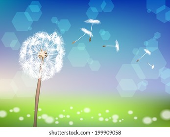 dandelion with pollens on green grass background