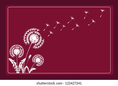 Dandelion purple background