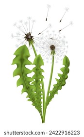 Dandelion. Realistic flower. Summer natural season element, beautiful grass. Vector icon illustration isolated on white background