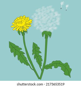 Dandelion. Realistic yellow flower with leaf beautiful dandelion with transparent parts decent vector illustration