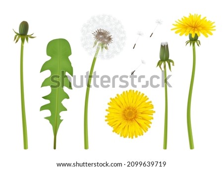 Similar – Image, Stock Photo Yellow dandelion flowers