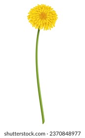 Dandelion. Flor amarilla realista. Verano elemento de temporada natural, bello césped. Ilustración de icono del vector aislada en fondo blanco