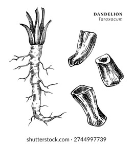Dandelion root hand drawn vector illustrations set. Vintage medicinal plant sketch for herbal medicine, supplements, and natural products. Not AI generated.