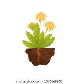 Dandelion with a root in the soil on a white background. Vector illustration.