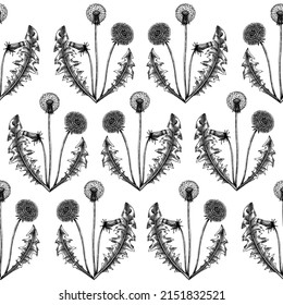Dandelion seamless pattern. Hand-sketched medicinal herb background. Perfect for brands, label, packaging, wrapping. Botanical illustrations. Dandelion backdrop