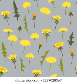 Dandelion seamless vector pattern. Vector illustration. Beautiful wild flowers of yellow dandelions with green leaves. Poster, cover, wallpaper, design, packaging.