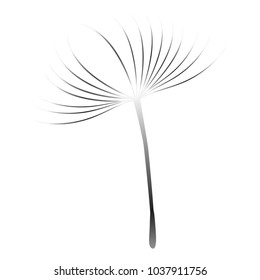 Dandelion seed, blowing in the wind isolated on white background.