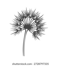 Cabeza de semilla de diente de león con filamentos radiantes y tallo delgado, forma botánica aireada que muestra la dispersión de la semilla. Estructura de la flor del diente de león en estilo de grabado vintage, linework detallado. Ilustración vectorial
