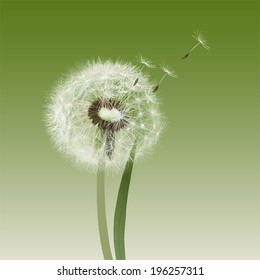 Dandelion seed head;Hand drawn vector illustration representing a dandelion seed head on green background 