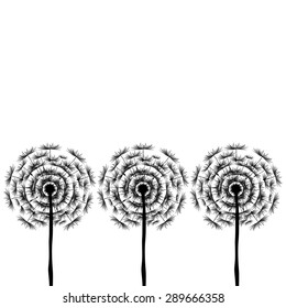 Dandelion Seeds