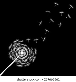 Dandelion Seeds
