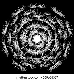 Dandelion Seeds