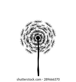 Dandelion Seeds