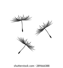 Dandelion Seeds