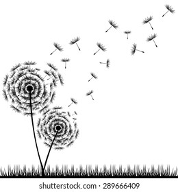 Dandelion Seeds