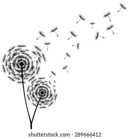 Dandelion Seeds