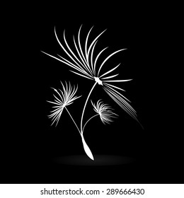 Dandelion Seeds