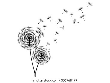 Dandelion Seeds