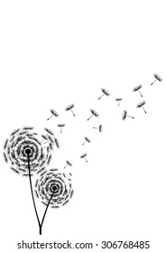 Dandelion Seeds