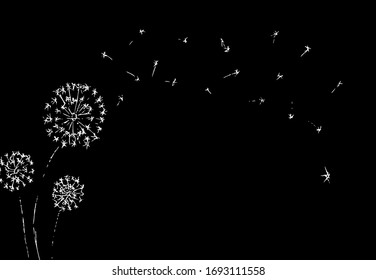 Dandelion with seeds blowing away on black background. Summer plant. White silhouette of flower. Floral Vector Illustration. 