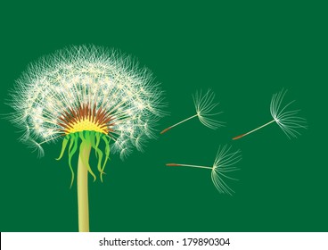 dandelion seeds blowing from stem